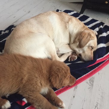 Labrador & toller puppy