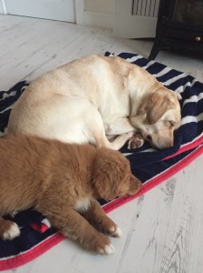 Labrador & toller puppy